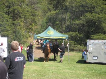 36_mini_pine_2010_800
