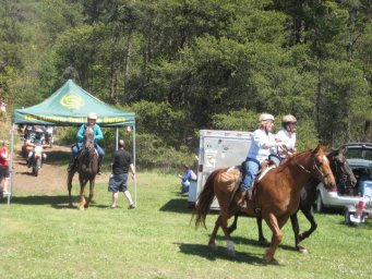 37_mini_pine_2010_800