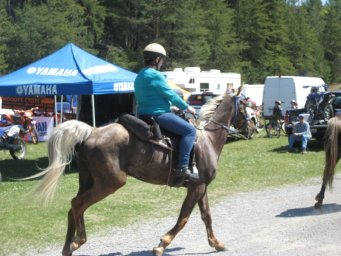 38_mini_pine_2010_800